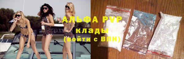 прущие грибы Новозыбков