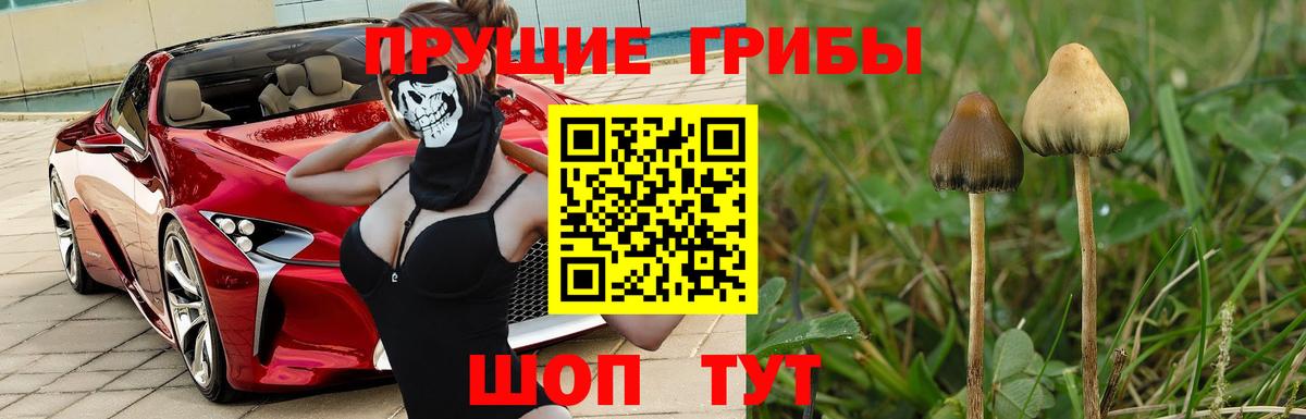 Саров  Галлюциногенные грибы GOLDEN TEACHER  Вход с VPN  Галлюциногенные грибы GOLDEN TEACHER 